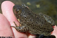 American Bullfrog Tadpoles