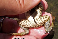 American Bullfrog Tadpoles