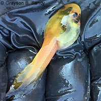 American Bullfrog Tadpole