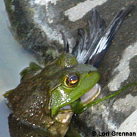 American Bullfrog