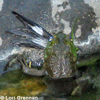 American Bullfrog