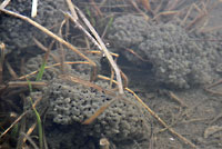 Northern Leopard Frog Eggs