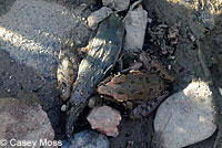 Northern Leopard Frog