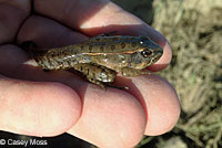 Northern Leopard Frog