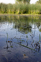 Northern Leopard Frog