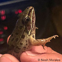 Northern Leopard Frog