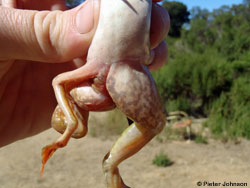 deformed frog