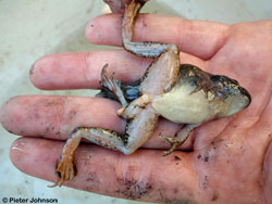 deformed frog