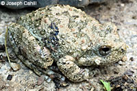 California Treefrog