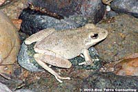 California Treefrog