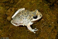 California Treefrog