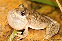 California Treefrog