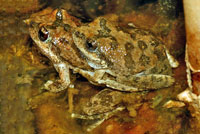 California Treefrogs