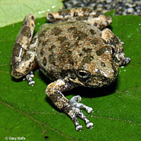 California Treefrogs