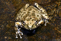 California Treefrog