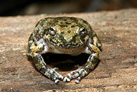 California Treefrog