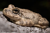 California Treefrog