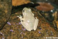 California Treefrog