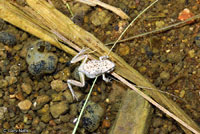 California Treefrog 