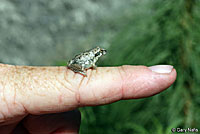 California Treefrog 