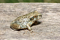 California Treefrog 