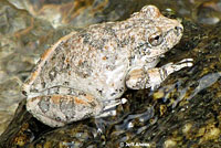 California Treefrog