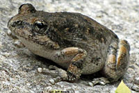 California Treefrog