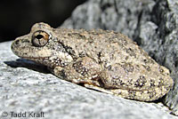 California Treefrog