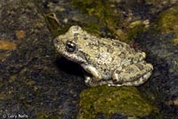 California Treefrog