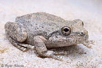 California Treefrogs