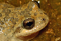 California Treefrog