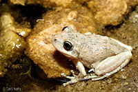 California Treefrog