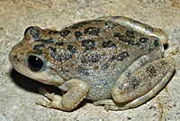 California Treefrog