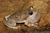 California Treefrog