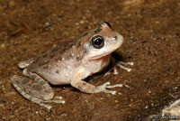 California Treefrog