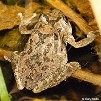 California Treefrogs