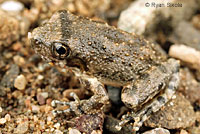 California Treefrog 