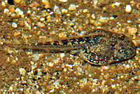 California Treefrog Tadpole