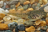 California Treefrog Tadpole