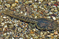 California Treefrog Tadpole