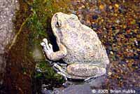 California Treefrog