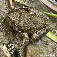 California Treefrog