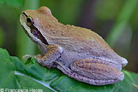 Baja California Treefrog