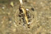 Baja California Treefrog Eggs