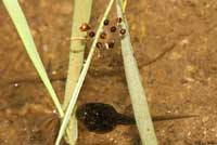 Baja California Treefrog Eggs