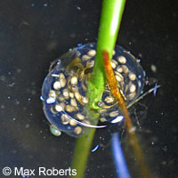 Baja California Treefrog Eggs