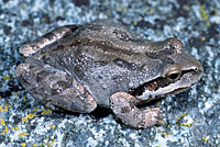 Baja California Treefrog