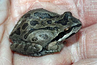 Baja California Treefrog