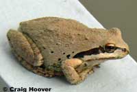 Baja California Treefrog