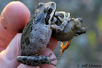 Baja California Treefrog